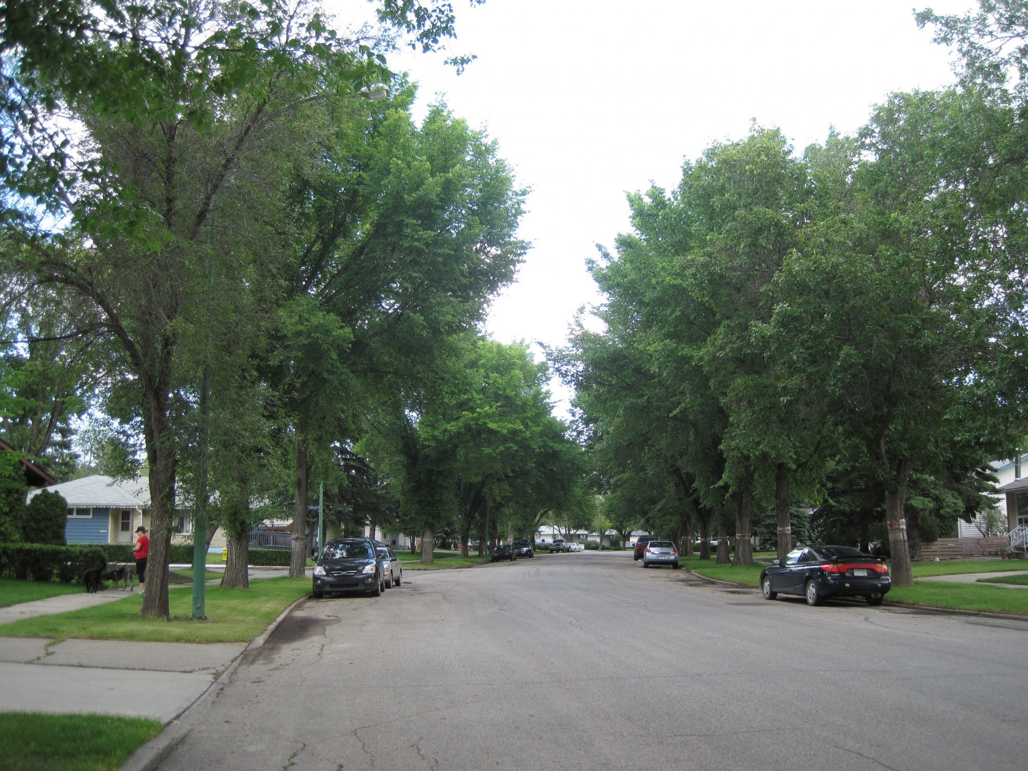 beautiful tree lined street